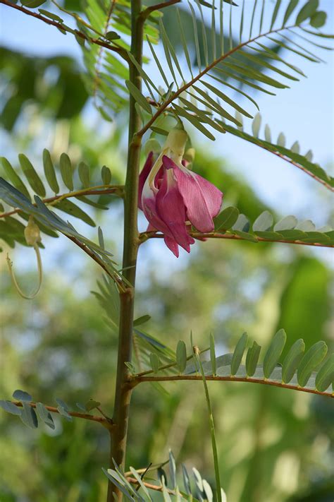 沼生田菁|沼生田菁 Sesbania javanica